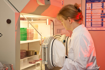 Work in the anaerobic work bench with pipette